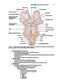 BRS Neuroanatomy (Board Review Series) Sixth Edition 2020